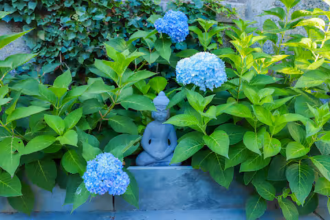 Garden hydrangeas